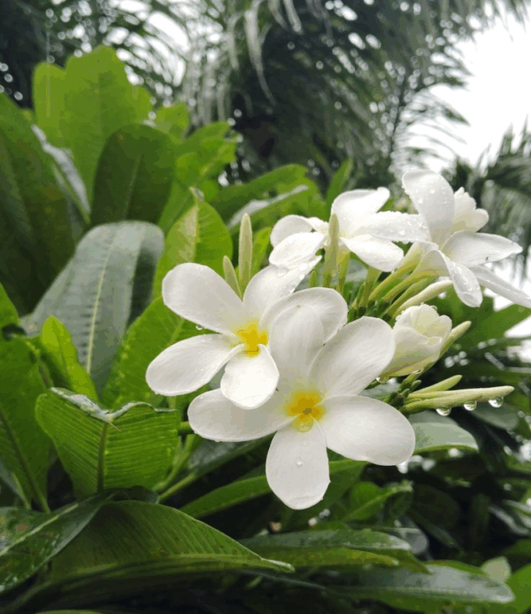 English Jasmine