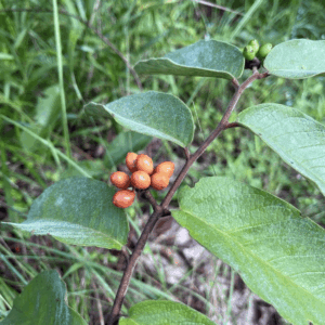 Buckthorn