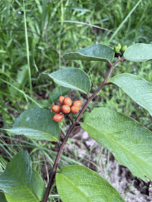 Buckthorn