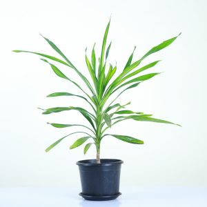 Dracaena Rikki