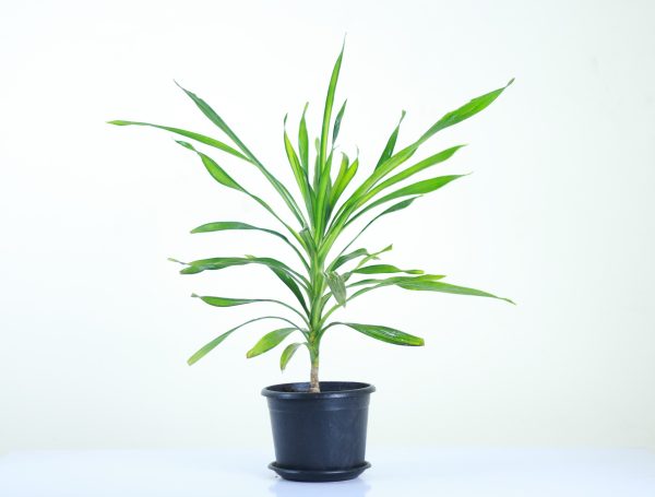 Dracaena Rikki