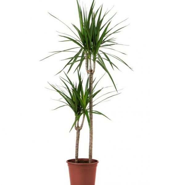 Large Office Plants Set (3 Plants)