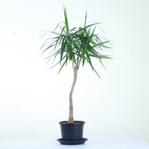 Dragon Tree