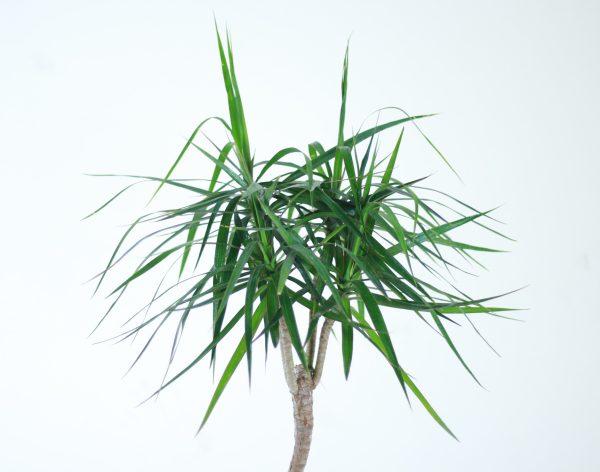 Dragon Tree