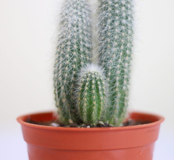 Cleistocactus