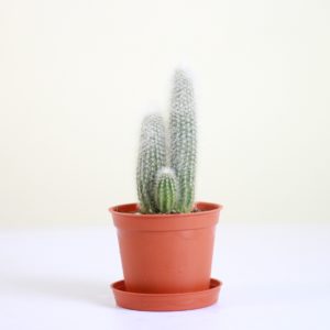 Cleistocactus