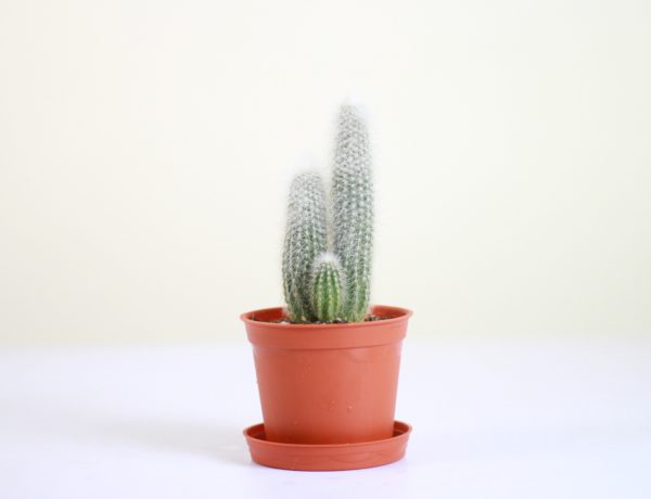 Cleistocactus