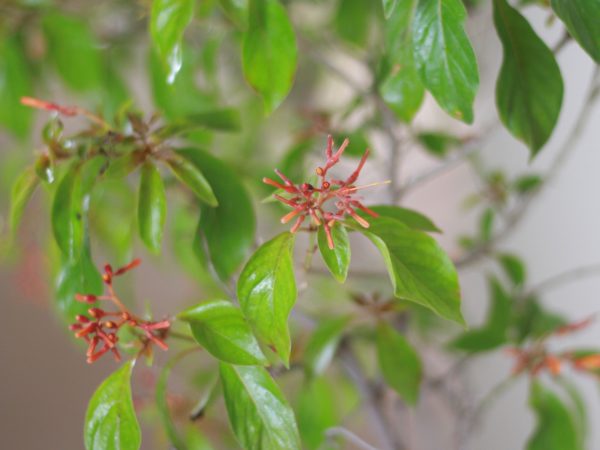 Scarlet Bush