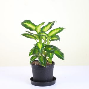 Gold Dieffenbachia