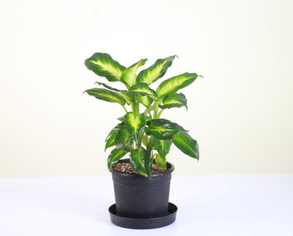 Gold Dieffenbachia