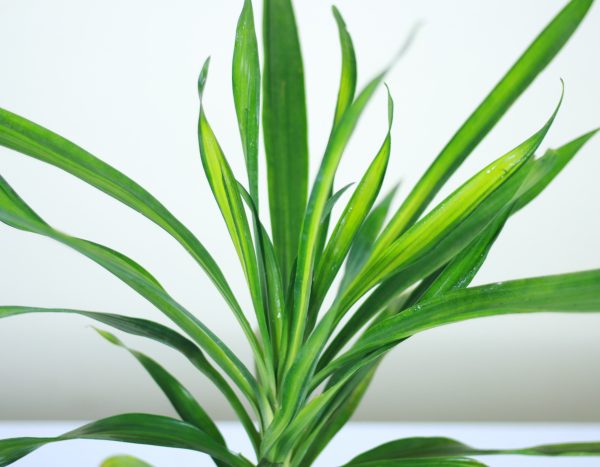 Dracaena Rikki