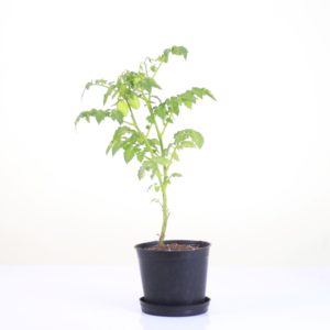 Dwarf Plum Tomato