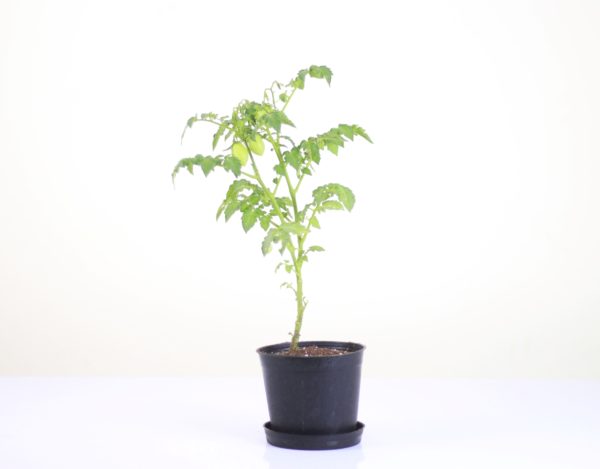 Dwarf Plum Tomato