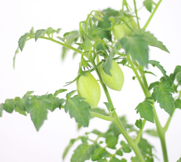 Dwarf Plum Tomato
