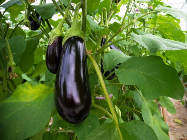 Eggplant Seeds