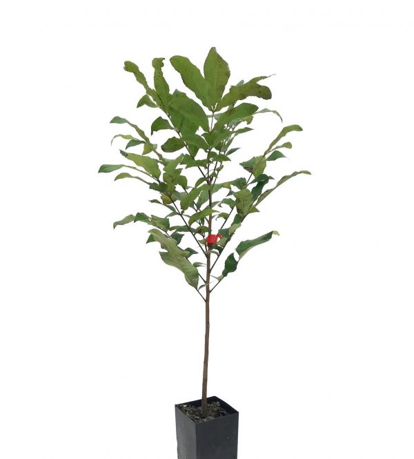 Egyptian Lime