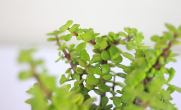 Elephant Bush