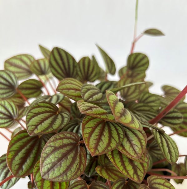 Emerald Ripple Peperomia