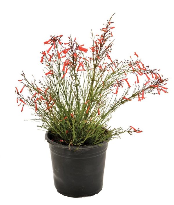 Firecracker plant