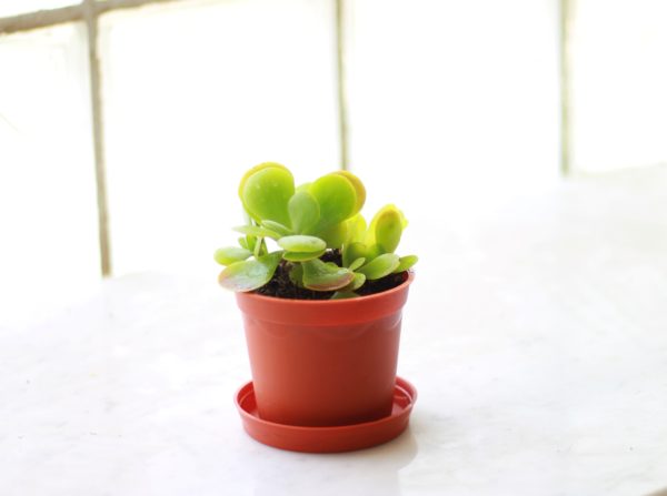 Desert Cabbage