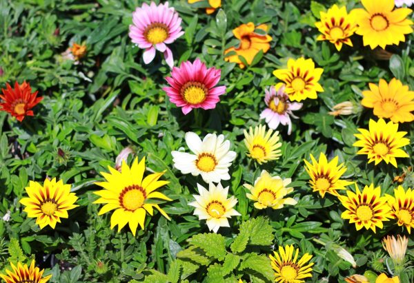 Gazania