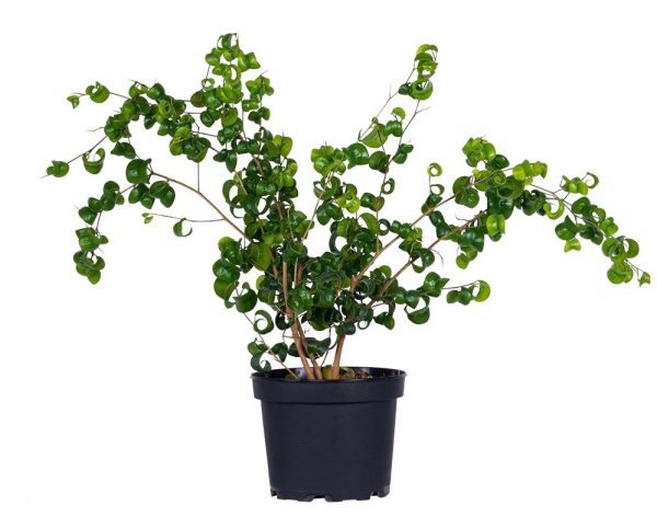 Ficus Curly