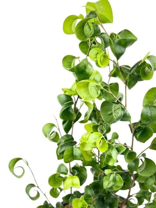 Ficus Curly