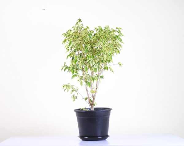 Ficus Hawaii