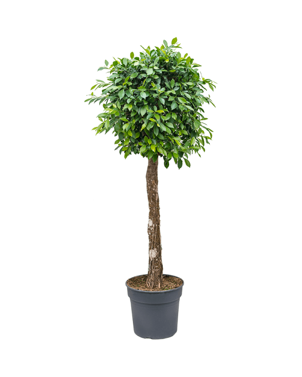 Cuban Laurel