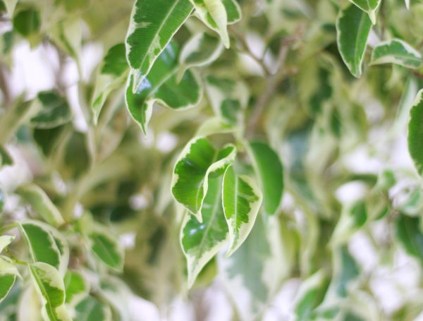 Ficus Hawaii