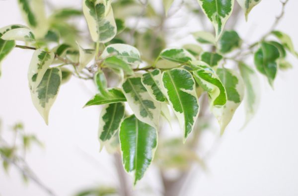 Ficus Hawaii