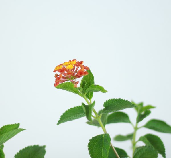 Lantana