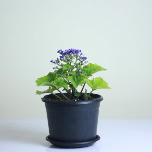 Florist's Cineraria