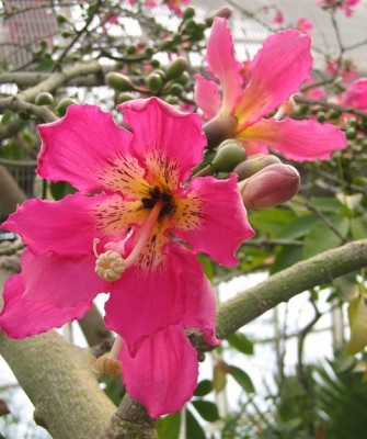 Floss Silk Tree Mashtal Garden Centers