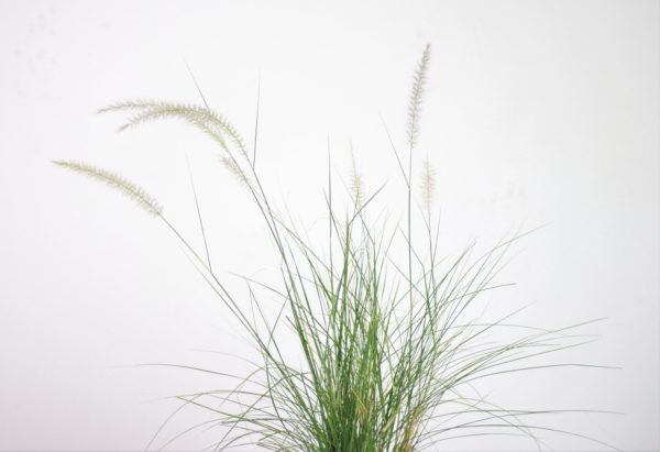 Green Fountain Grass