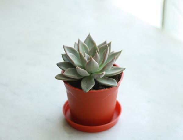 Foxtail Agave