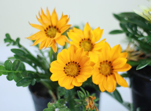 Gazania