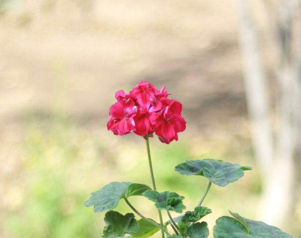 Allure Geraniums