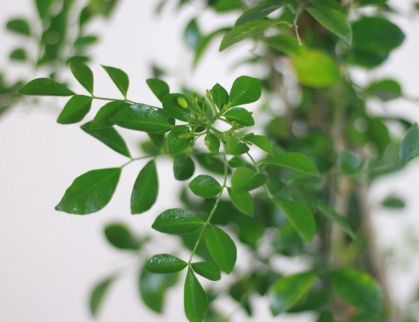 Murraya