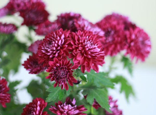 Garden Mum