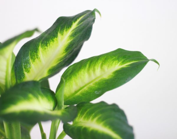 Gold Dieffenbachia