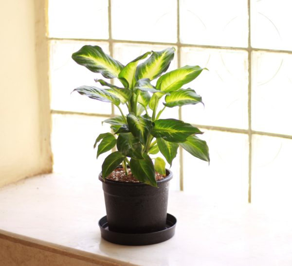 Gold Dieffenbachia