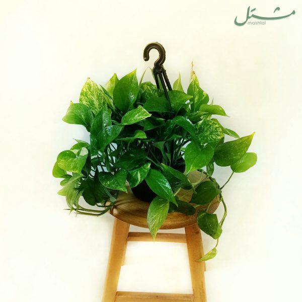 Office Plants Set (10 Plants)