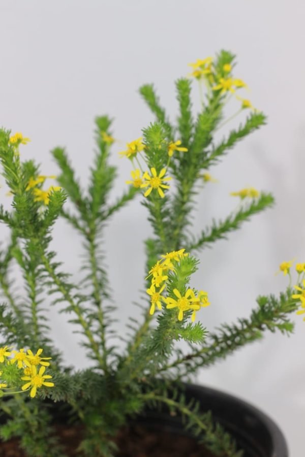 Goldenbush