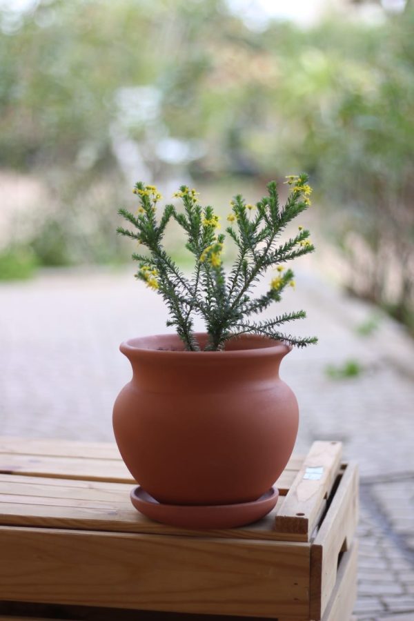 Goldenbush