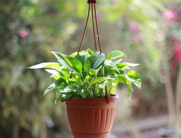 Golden Pothos