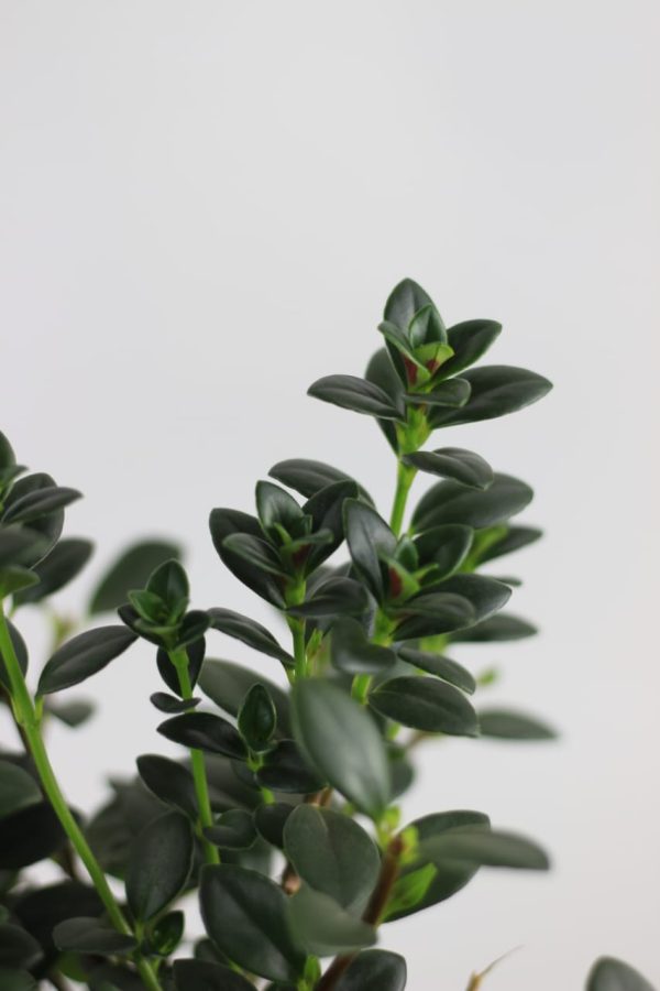 Goldfish Plant