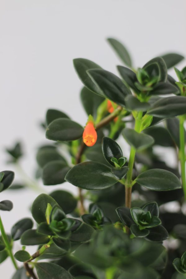 Goldfish Plant
