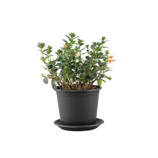Goldfish Plant