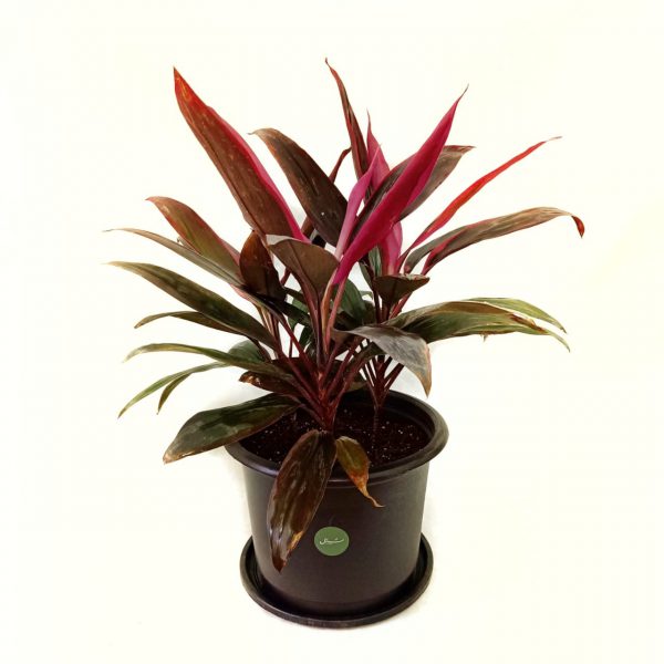 Shaded Terrace Set (8 Plants)
